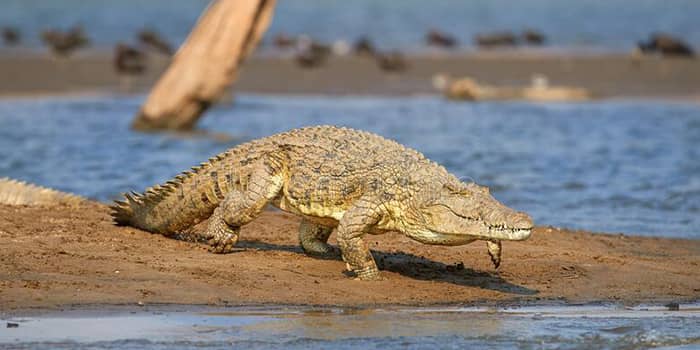 crocodiles in lake nasser