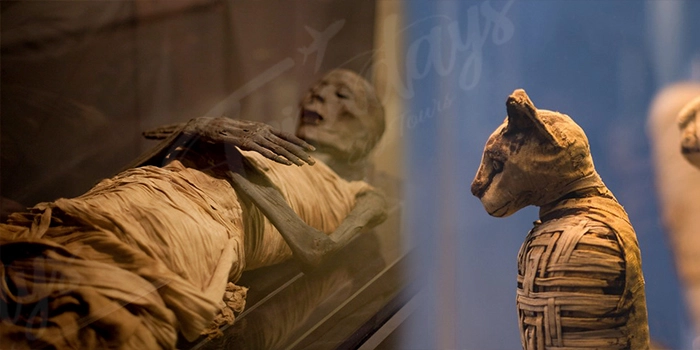 humans and animals mummified.webp