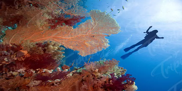 red sea snorkeling.webp